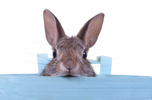 iStock_000004079250Small